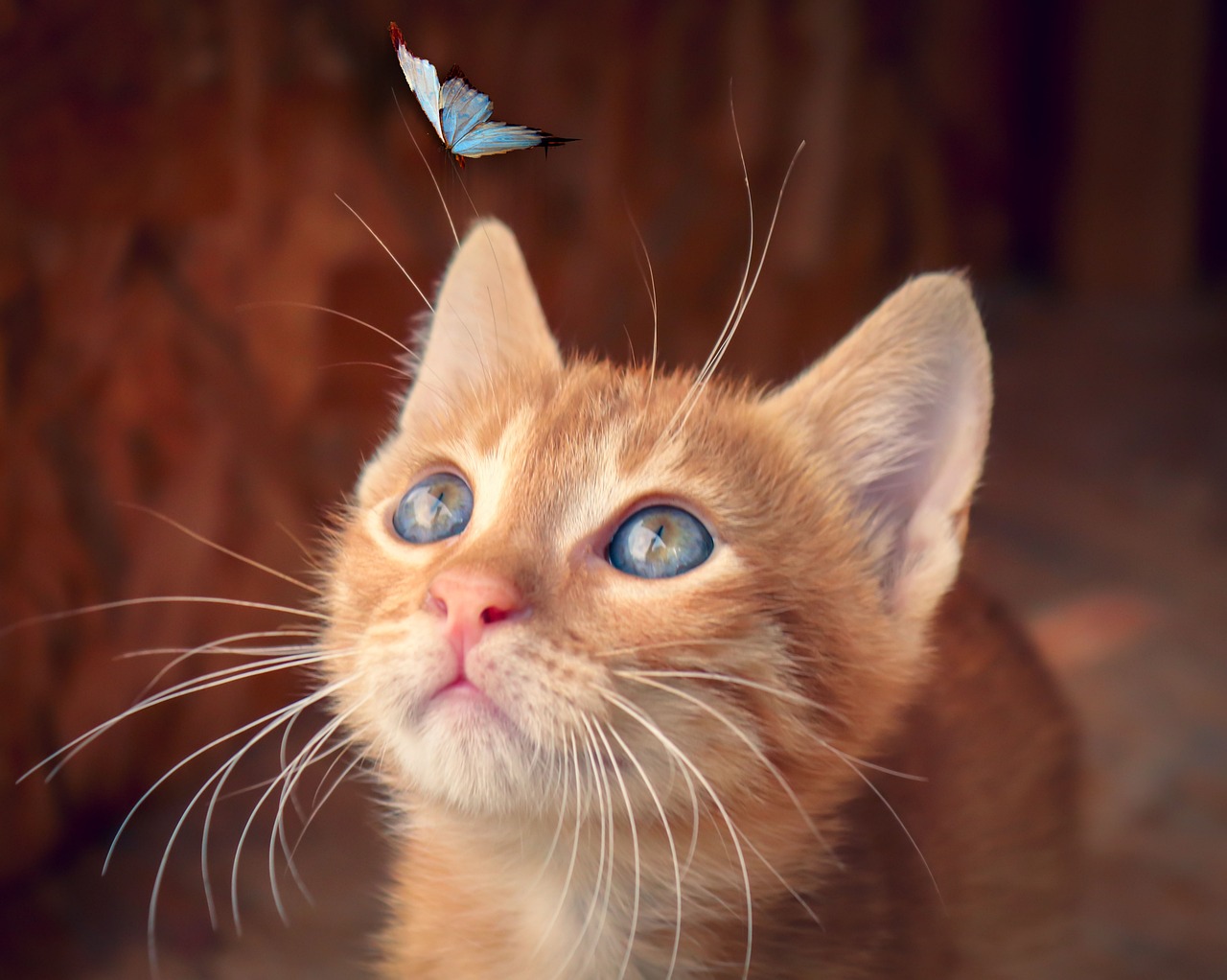 Eine Katze beobachtet sehr aufmerksam einen Schmetterling. Cat fokussing butterfly.