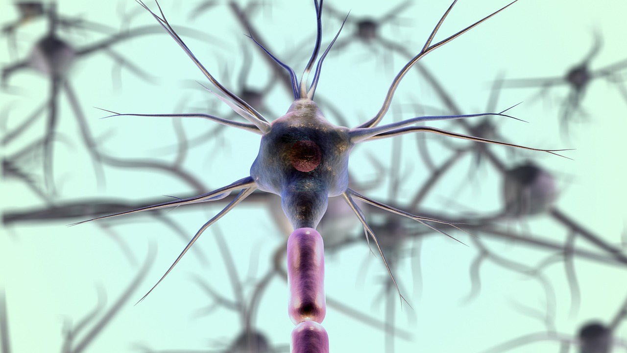 Nervenzellen, nerves, neurons